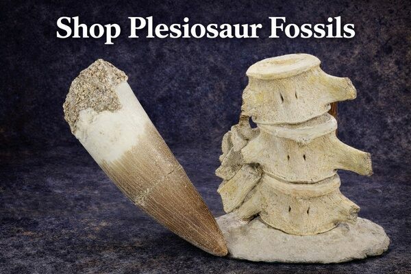 Shop Authentic Plesiosaur Fossils Including Teeth